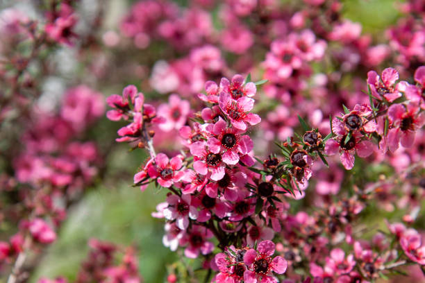 High quality Pink Manuka Honey Teatree Leptospermum Scoparium Flower seeds for Planting Colorful Display, Heirloom & GMO Free Seeds for Home Garden seeds pack