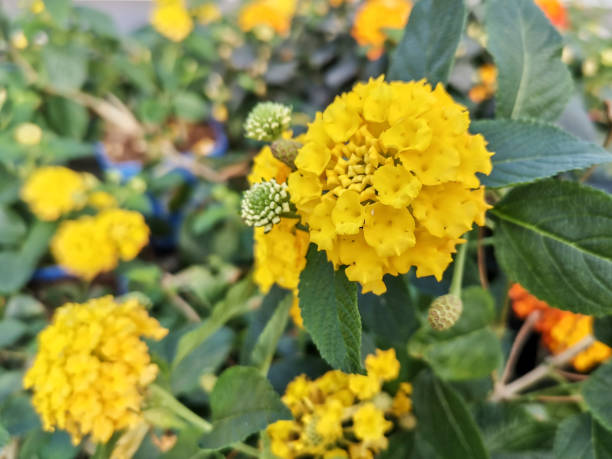 Yellow Verbena Didyma Flower seeds for Planting Compact Growth, Heirloom & GMO Free Seeds for Home Garden seeds for planting