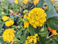 Yellow Verbena Didyma Flower seeds for Planting Compact Growth, Heirloom & GMO Free Seeds for Home Garden seeds for planting