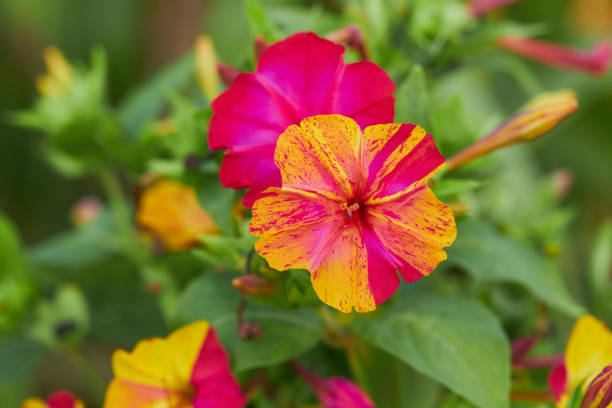 Premium Orange Pink Mirabilis Flower seeds for Planting Vibrant Colors, Heirloom & GMO Free Seeds for Home Garden seeds