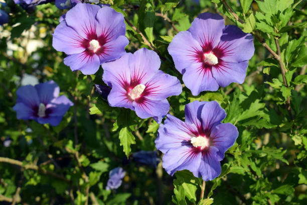 Hibiscus Syriacus Flower seeds for Planting Drought Tolerant Heirloom & GMO Free Seeds for Home Garden