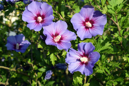 Hibiscus Syriacus Flower seeds for Planting Drought Tolerant Heirloom & GMO Free Seeds for Home Garden
