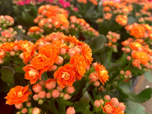 Multi Color Kalanchoe Flower seeds for Planting Bright Blooms, Heirloom & GMO Free Seeds for Home Garden vegetable and garden seeds