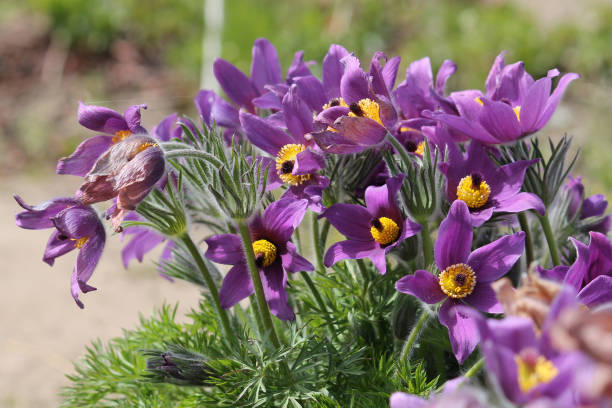 Violet Pasque Flower seeds for Planting Pollinator Friendly, Heirloom & GMO Free Seeds for Home Garden vegetable and garden seeds