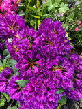 Purple Rhododendron Flower seeds for Planting Pollinator Friendly, Heirloom & GMO Free Seeds for Home Garden seeds for planting