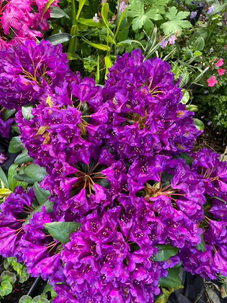 Purple Rhododendron Flower seeds for Planting Pollinator Friendly, Heirloom & GMO Free Seeds for Home Garden seeds for planting