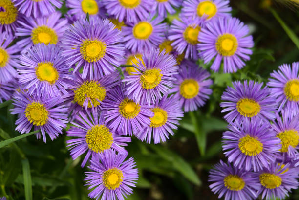 High quality Lavender Erigeron Flower seeds for Planting Drought Tolerant, Heirloom & GMO Free Seeds for Home Garden seeds pack