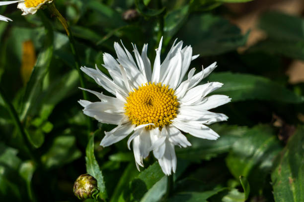 Premium White Leucanthem Flower seeds for Planting Seasonal Bloomer, Heirloom & GMO Free Seeds for Home Garden seeds