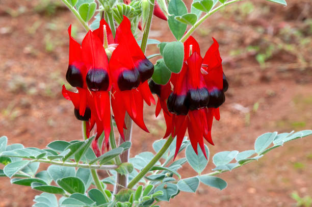 Swainsona Flower seeds for Planting Fragrant Blossoms Heirloom & GMO Free Seeds for Home Garden