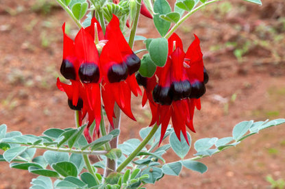 Swainsona Flower seeds for Planting Fragrant Blossoms Heirloom & GMO Free Seeds for Home Garden