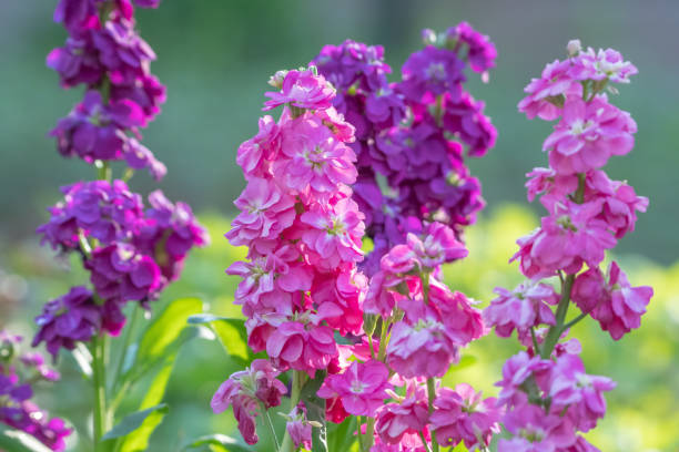 High quality Blue Gilly Flower seeds for Planting Drought Tolerant, Heirloom & GMO Free Seeds for Home Garden seeds pack