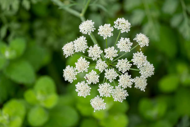 Anisum Flower seeds for Planting Wildflower Mix Heirloom & GMO Free Seeds for Home Garden