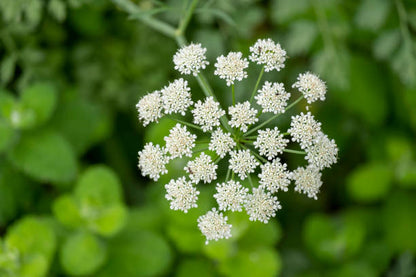 Anisum Flower seeds for Planting Wildflower Mix Heirloom & GMO Free Seeds for Home Garden