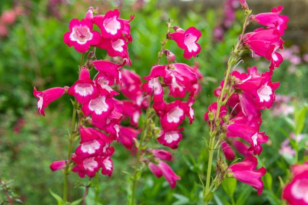 Pink Penstemon Strictus Flower seeds for Planting Premium Quality, Heirloom & GMO Free Seeds for Home Garden vegetable and garden seeds