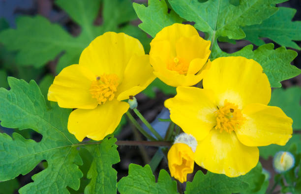 Yellow Chelidonium Flower seeds for Planting Shade Tolerant, Heirloom & GMO Free Seeds for Home Garden seeds for planting