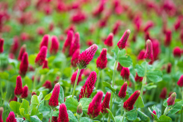 High quality Red Crimson Flower seeds for Planting Vibrant Colors, Heirloom & GMO Free Seeds for Home Garden seeds pack