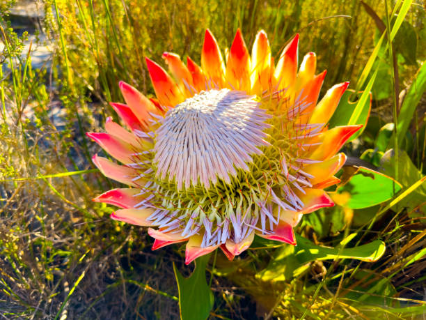 Premium Orange Protea Flower seeds for Planting Cottage Garden Essential, Heirloom & GMO Free Seeds for Home Garden seeds