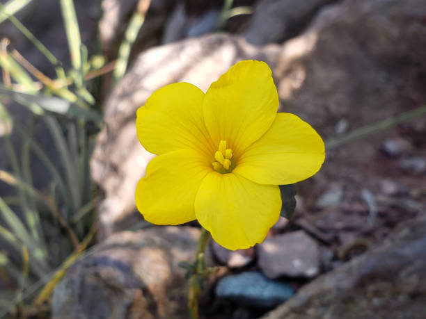 Heirloom Linum Flavum Flower seeds for Planting Wildflower Mix Heirloom & GMO Free Seeds for Home Garden