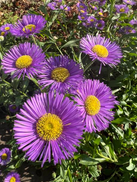 Premium Purple Erigeron Speciosus Flower seeds for Planting Wildflower Mix, Heirloom & GMO Free Seeds for Home Garden seeds
