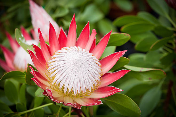 High quality Orange Protea Flower seeds for Planting Cottage Garden Essential, Heirloom & GMO Free Seeds for Home Garden seeds pack