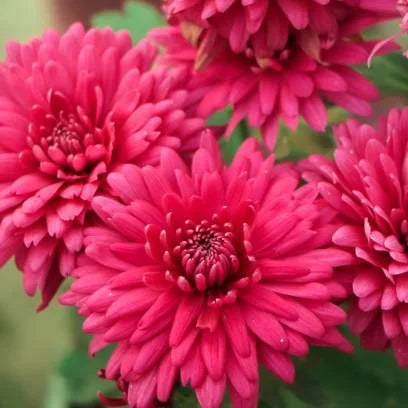 Premium Deep Red Chrysanthemum Flower seeds for Planting Compact Growth, Heirloom & GMO Free Seeds for Home Garden seeds