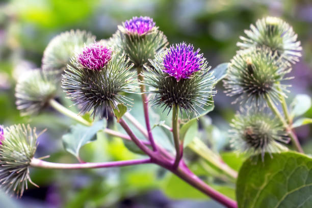 Arctium Lappa Flower seeds for Planting Hardy Variety Heirloom & GMO Free Seeds for Home Garden