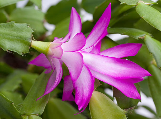 Violet Zygocactus Truncatus Flower seeds for Planting Compact Growth, Heirloom & GMO Free Seeds for Home Garden vegetable and garden seeds