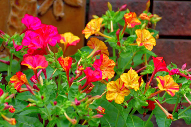 Orange Pink Mirabilis Flower seeds for Planting Vibrant Colors, Heirloom & GMO Free Seeds for Home Garden seeds for planting