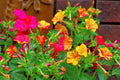 Orange Pink Mirabilis Flower seeds for Planting Vibrant Colors, Heirloom & GMO Free Seeds for Home Garden seeds for planting