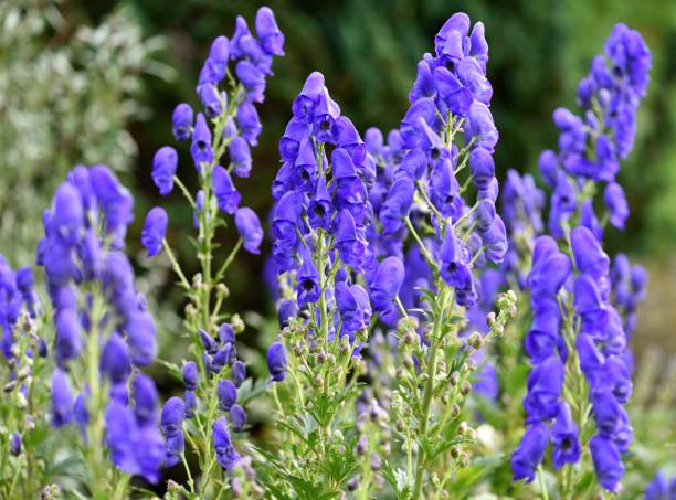 Premium Eisenhut Flower seeds for Planting Low Maintenance, Heirloom & GMO Free Seeds for Home Garden seeds