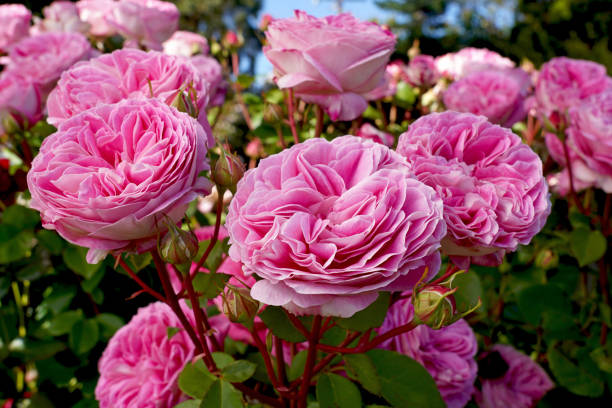 Heirloom (Heirloom Rose) seeds for planting in home garden