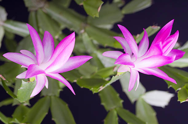 Premium Violet Zygocactus Truncatus Flower seeds for Planting Compact Growth, Heirloom & GMO Free Seeds for Home Garden seeds