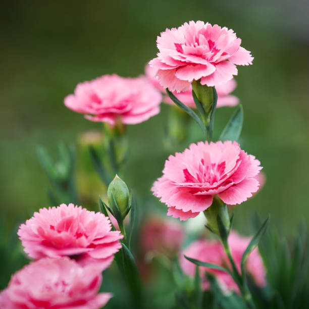 Premium Pink Caryophyllus Flower seeds for Planting Shade Tolerant, Heirloom & GMO Free Seeds for Home Garden seeds