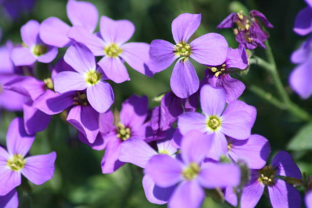 Blaukissen Flower seeds for Planting Long Bloom Season, Heirloom & GMO Free Seeds for Home Garden vegetable and garden seeds