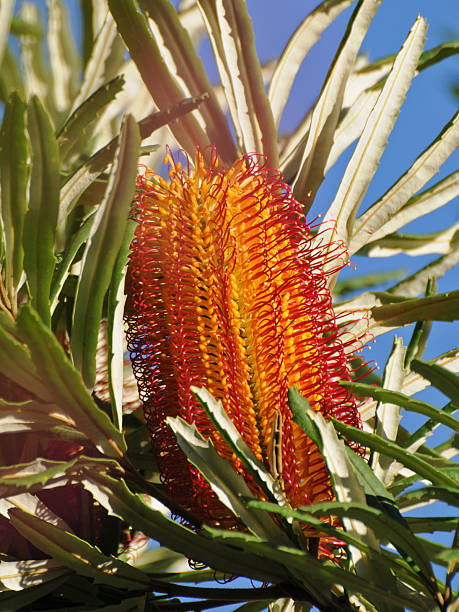 Yellow Banksia Flower seeds for Planting Perfect for Borders, Heirloom & GMO Free Seeds for Home Garden vegetable and garden seeds