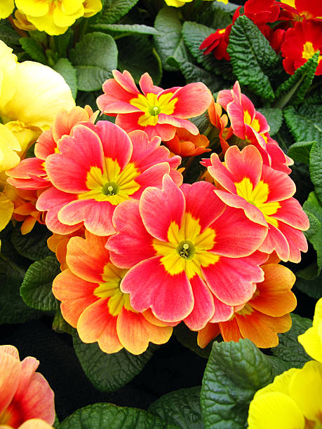 Orange Primrose Flower seeds for Planting Sun Loving, Heirloom & GMO Free Seeds for Home Garden vegetable and garden seeds