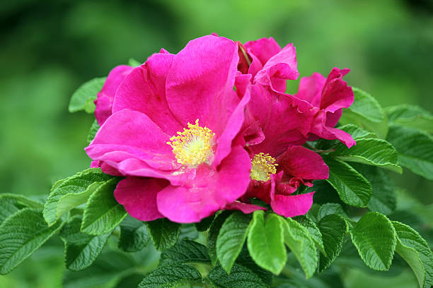Rosa Rugosa Flower seeds for Planting Low Maintenance, Heirloom & GMO Free Seeds for Home Garden seeds for home gardening