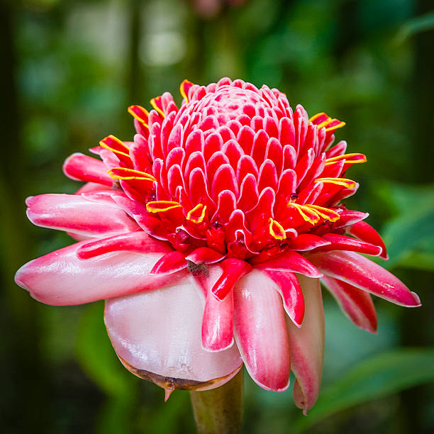 Ginger Etlingera Elatior Flower seeds for Planting Compact Growth Heirloom & GMO Free Seeds for Home Garden