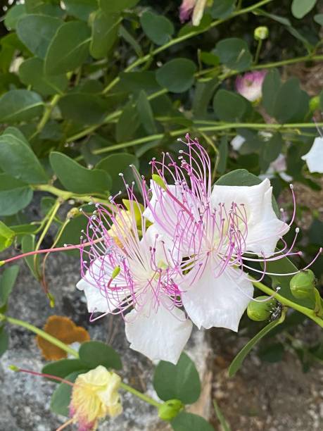 White Caper Flower seeds for Planting Cottage Garden Essential, Heirloom & GMO Free Seeds for Home Garden vegetable and garden seeds
