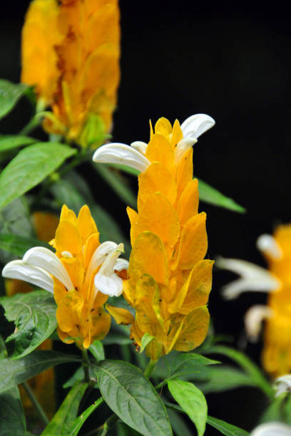 Premium Light Yellow Pachystachys Flower seeds for Planting Seasonal Bloomer, Heirloom & GMO Free Seeds for Home Garden seeds