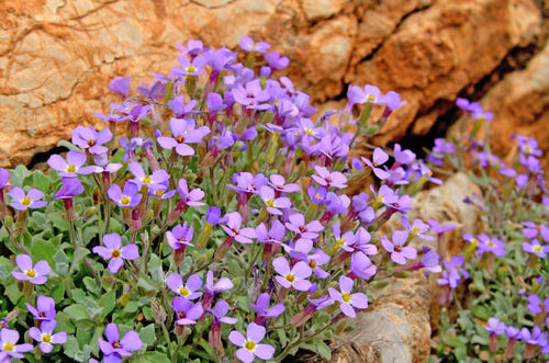 Premium Blaukissen Flower seeds for Planting Long Bloom Season, Heirloom & GMO Free Seeds for Home Garden seeds