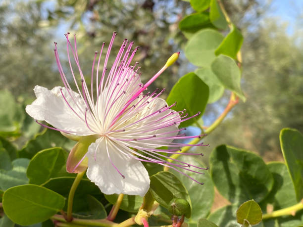 White Caper Bush Flower seeds for Planting Shade Tolerant, Heirloom & GMO Free Seeds for Home Garden seeds for planting