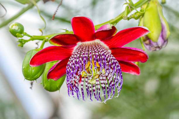 Red Passiflora Alata Flower seeds for Planting Premium Quality, Heirloom & GMO Free Seeds for Home Garden vegetable and garden seeds