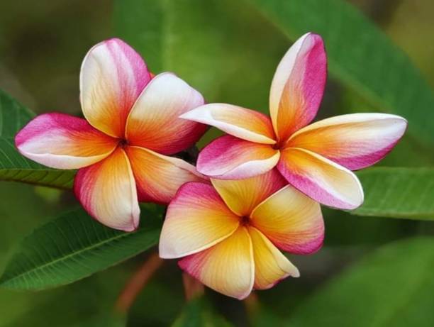 Orange Frangipani Flower seeds for Planting Garden Favorite, Heirloom & GMO Free Seeds for Home Garden vegetable and garden seeds