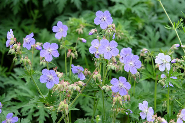 Geranium Pratense Flower seeds for Planting Compact Growth Heirloom & GMO Free Seeds for Home Garden