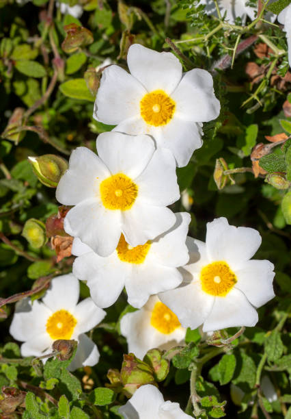 Premium Salviifolius Flower seeds for Planting Sun Loving, Heirloom & GMO Free Seeds for Home Garden seeds