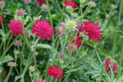 Macedonica Flower seeds for Planting Shade Tolerant Heirloom & GMO Free Seeds for Home Garden