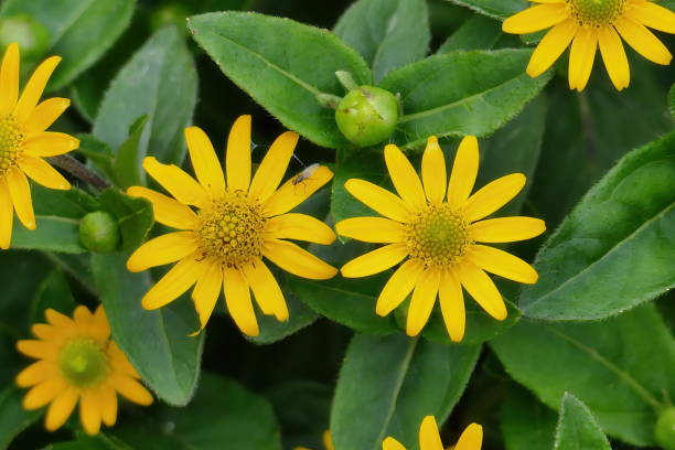 Melampodium Paludosum Flower seeds for Planting Long Bloom Season Heirloom & GMO Free Seeds for Home Garden