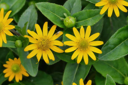 Melampodium Paludosum Flower seeds for Planting Long Bloom Season Heirloom & GMO Free Seeds for Home Garden