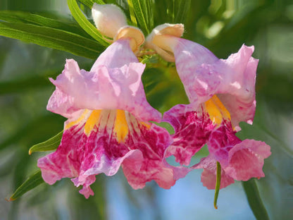 Chilopsis Flower seeds for Planting Colorful Display Heirloom & GMO Free Seeds for Home Garden